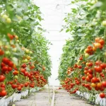 What is Magnesium Sulfate Supposed to do for Plants?