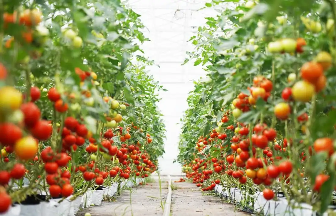 What is Magnesium Sulfate Supposed to do for Plants?