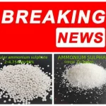 China exported 1.75million tons ammonium sulphate in Oct,2024