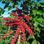What Fertilizers Are Required In A Coffee Plantation?
