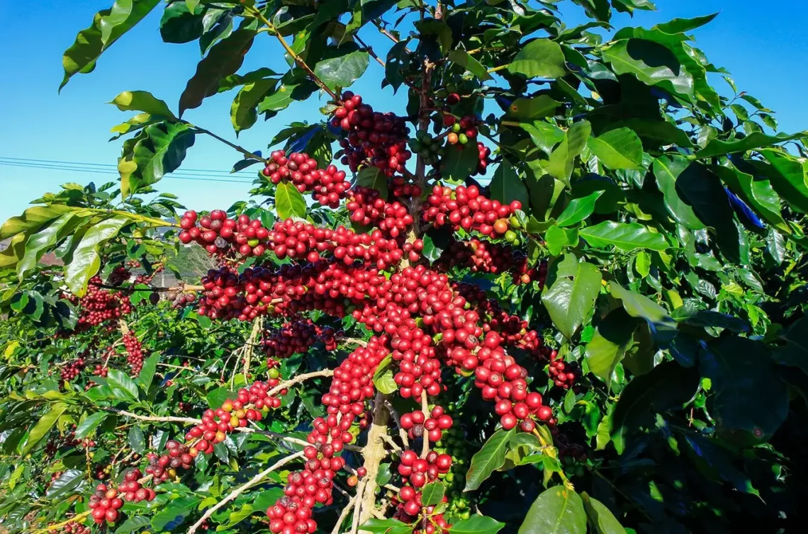 What Fertilizers Are Required In A Coffee Plantation?